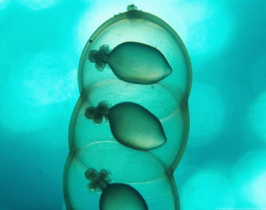 Eggs of a Caribbean reef squid (Sepioteuthis sepioidea) by Brad Ryon 